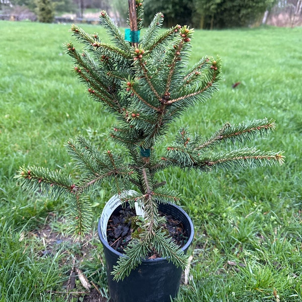 Picea abies 'Hereny' - Norway Spruce - 10" Tall - 1 Gallon Pot