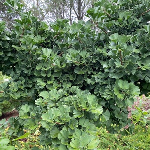 Ginkgo biloba 'Troll ' Ginkgo Tree Live Plant 6 Tall 1 Year Graft image 4