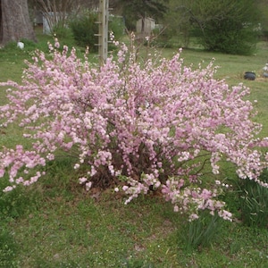 Prunus glandulosa &#39;Rosea Plena&#39; - Dwarf Pink Flowering Almond- Live Plant - 1 Gallon Pot