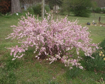 Prunus glandulosa 'Rosea Plena' - Dwarf Pink Flowering Almond- Live Plant - 2 Gallon Pot