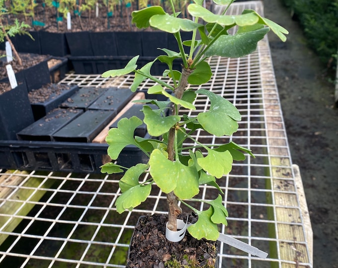 Ginkgo Biloba 'jehoshaphat' Ginkgo Tree Live Plant 8 Tall 1 Year Graft