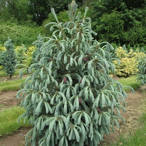 Picea engelmannii &#39;Blue Magoo&#39; - Engelmann Spruce - 18&quot; Tall - 1 Gallon Pot