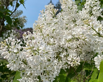 Syringa vulgaris 'Frederick Law Olmsted' Lilac - Live Plant - 1 Gallon Pot