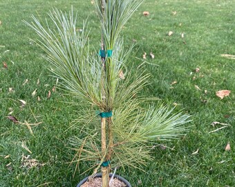 Pinus 'Forest Sky' - Live Plant - 18” Tall - 1 Gallon Pot