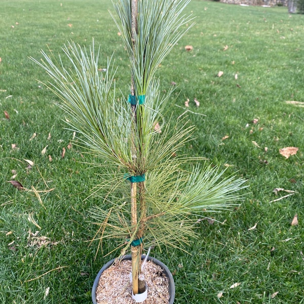 Pinus 'Forest Sky' - Live Plant - 18” Tall - 1 Gallon Pot