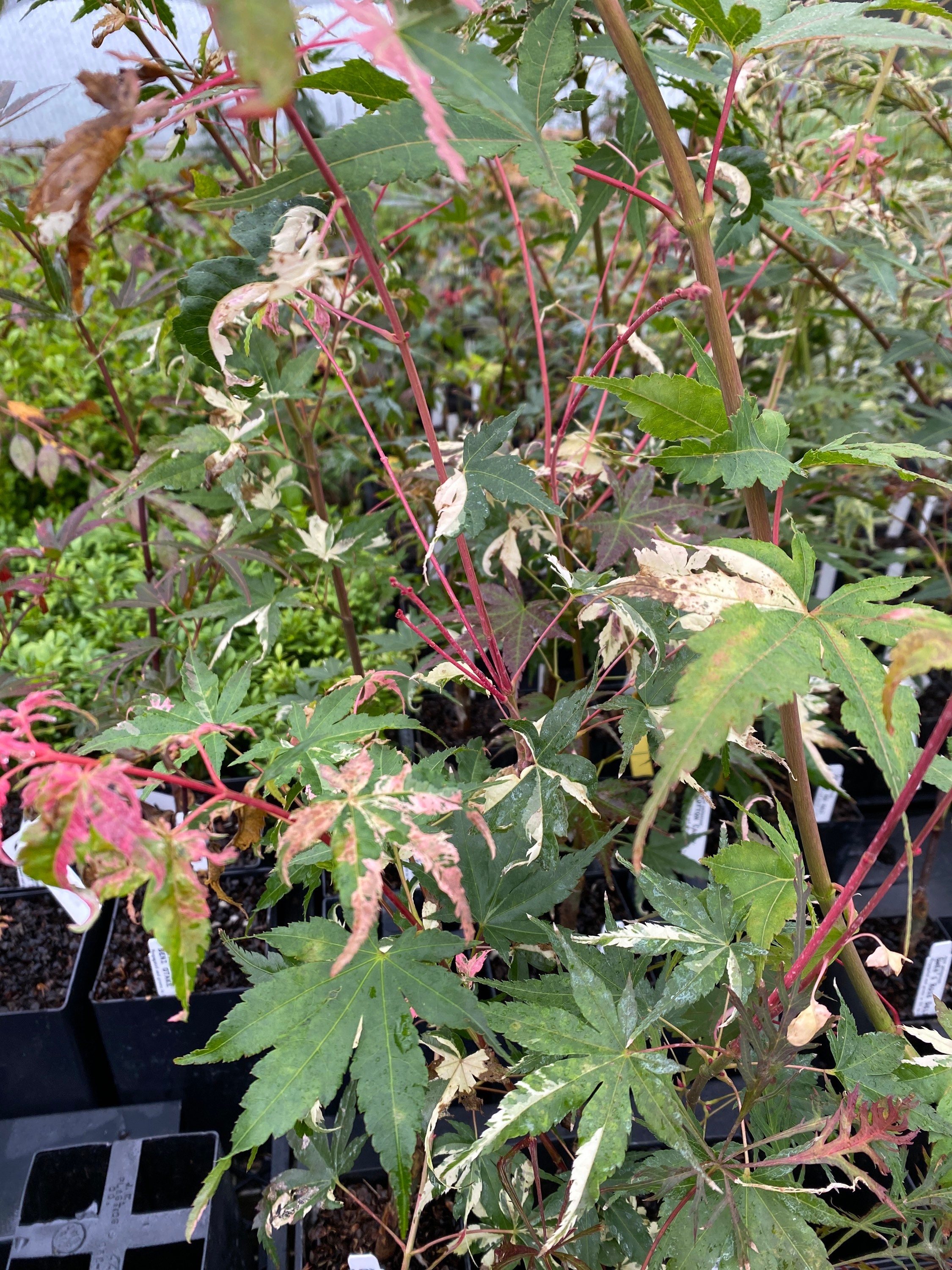 Acer Palmatum 'cotton Candy' Japanese Maple Live India, 45 OFF