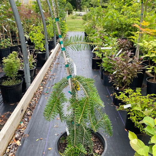 Abies alba 'Green Spiral' - hotsell Live Plant - 2 Gallon Pot