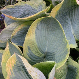 Hosta &#39;Frances Williams&#39; - #1 Division Size Starter Plant - Ships Bare Root