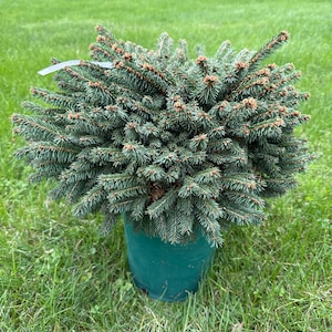 Picea abies &#39;Hasin&#39; - Dwarf Norway Spruce - Live Plant - 2 Gallon Pot