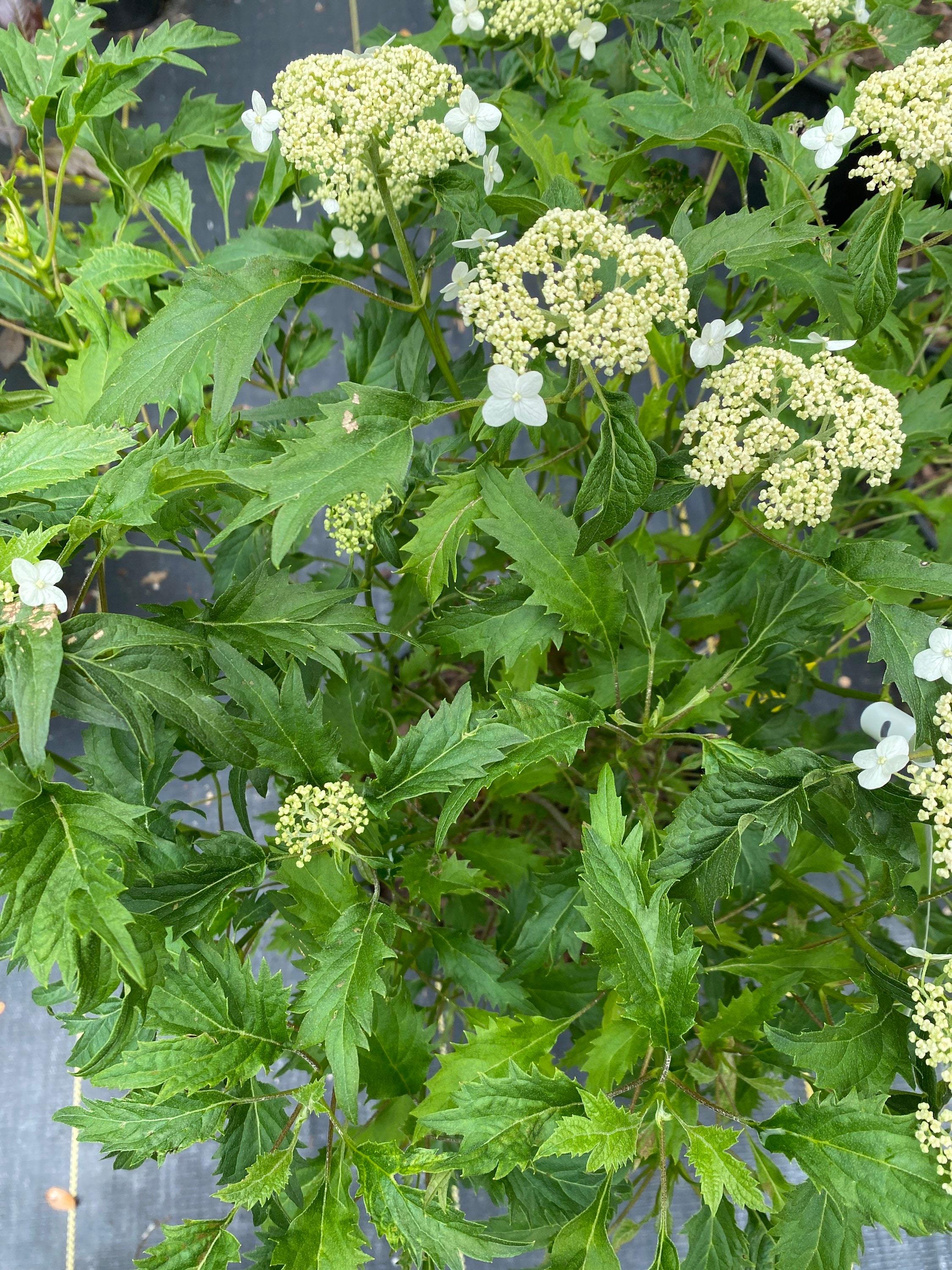 Lace hydrangea sale