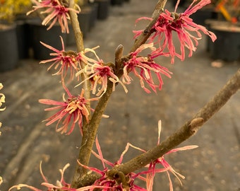 Hamamelis x intermedia 'Aimelie' Witch Hazel - Live Plant - 18” Tall - Ships Bare Root