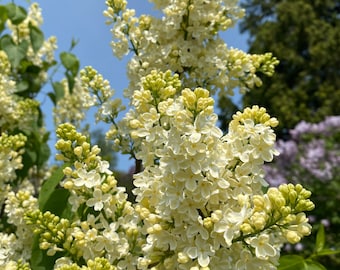 Syringa vulgaris 'Primrose' Lilac - Yellow Flowering Lilac - Live Plant - 1 Gallon Pot