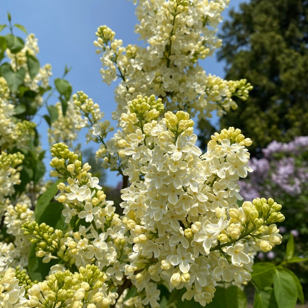 Syringa vulgaris 'Primrose' Lilac - Yellow Flowering Lilac - Live Plant - 1 Gallon Pot