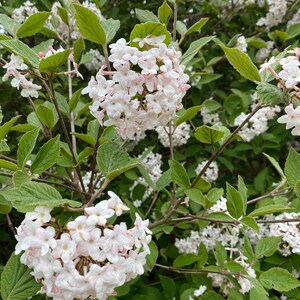 Korean Spice Viburnum Viburnum carlesii 1 Gallon Pot image 2