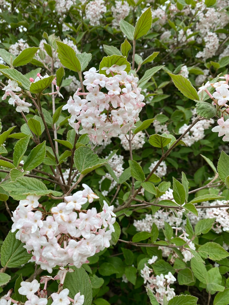 Korean Spice Viburnum Viburnum carlesii 1 Gallon Pot image 2