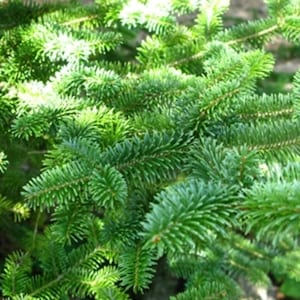 Canaan Fir - Abies balsamea x 'Canaan' - Live Plant - 4" Pot Size