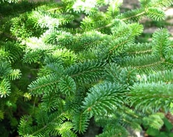 Canaan Fir - Abies balsamea x 'Canaan' - Live Plant - 4" Pot Size