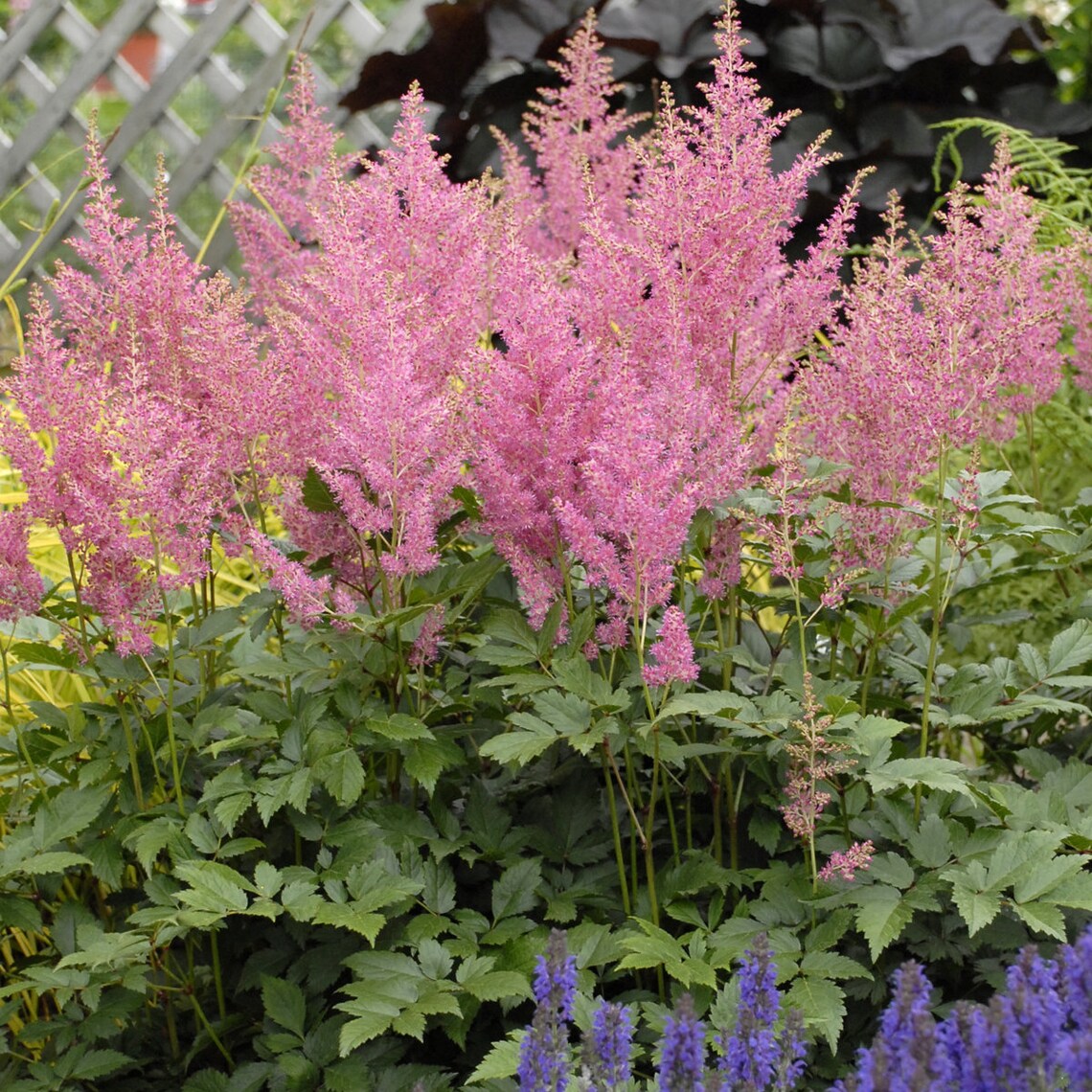 Astilbe 'Rheinland' 3 Bare Root Plants Pre Order Etsy