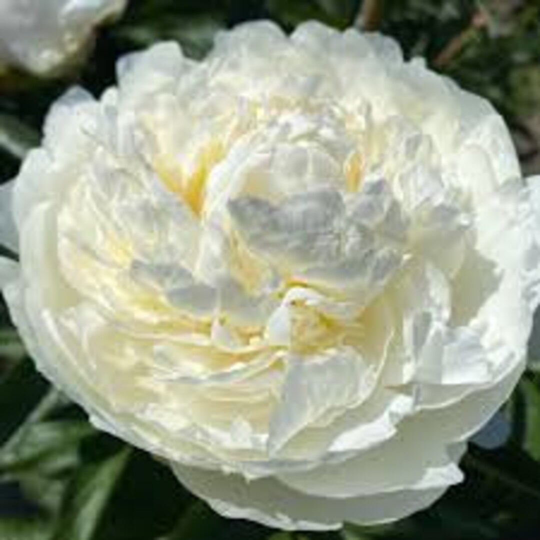 Paeonia 'ivory Victory' Bareroot Peony Plant 35 Eye Division Etsy