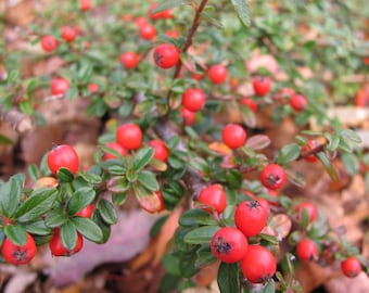 Cotoneaster dammeri 'Coral Beauty' - 2 Gallon Pot