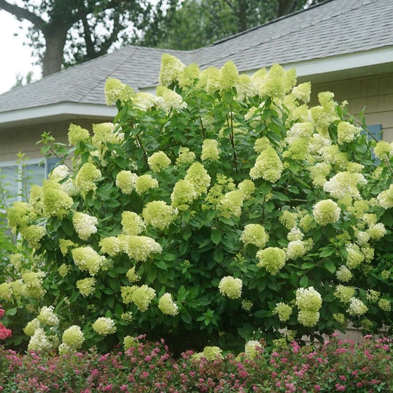 Image of Limelight hydrangea shrub image 4
