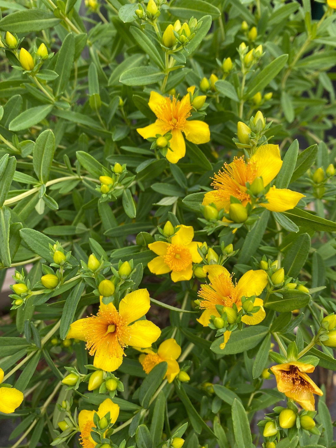 Hypericum kalmianum Kalm's St. John's Wort Live Etsy