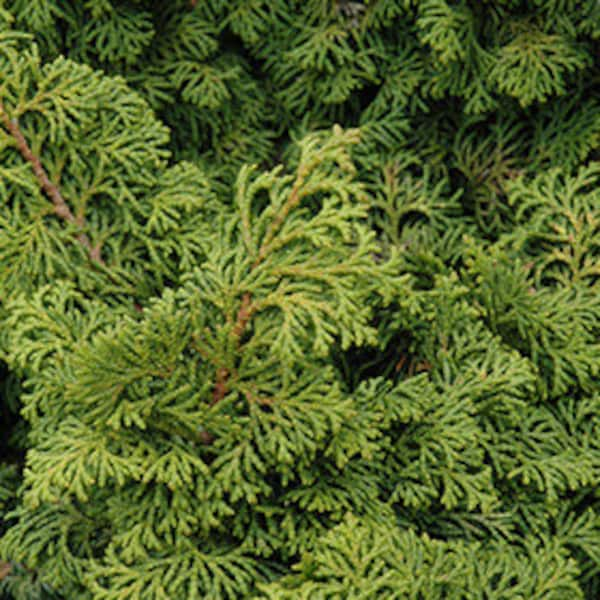 Chamaecyparis obtusa 'Kosteri' - Hinoki Cypress - 1 Gallon Pot