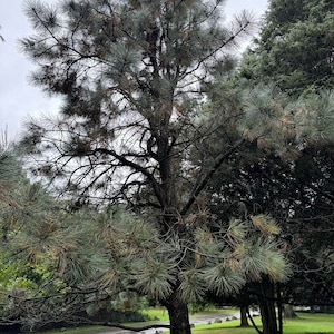 May include: A tall pine tree with green needles and a brown trunk stands in a grassy area with other trees in the background. The sky is overcast and the ground is wet.