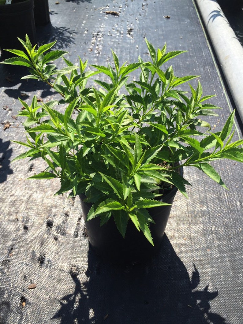 Forsythia viridissima 'Bronxensis' Dwarf Groundcover Forsythia Live Plant 1 Gallon Pot image 2