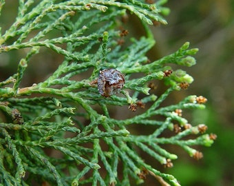 Chamaecyparis thyoides 'Andelye Conica' - Atlantic Cedar - Native Tree - 1 Gallon Pot