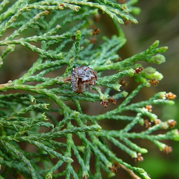 Chamaecyparis thyoides 'Andelye Conica' - Atlantic Cedar - Native Tree - 1 Gallon Pot