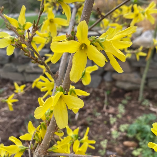 Meadowlark Forsythia Etsy