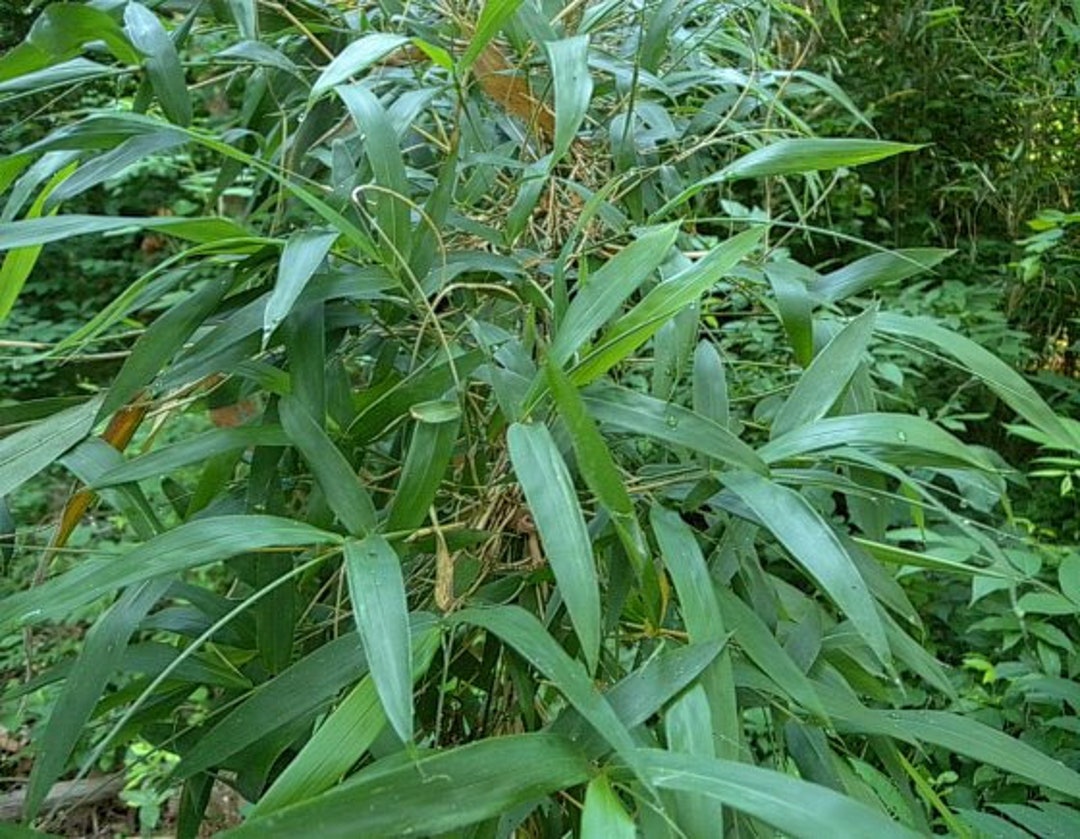 Arundinaria Gigantea Giant Cane Native Bamboo Live Plant 5 Gallon Pot