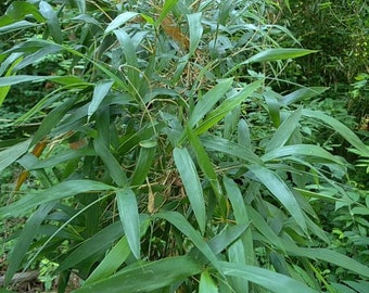 Arundinaria gigantea - Giant Cane - Native Bamboo - Live Plant - 2 Gallon Pot