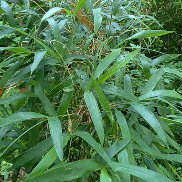 Arundinaria gigantea - Giant Cane - Native Bamboo - Live Plant - 2 Gallon Pot