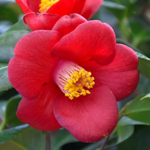 May include: Close-up of a vibrant red camellia flower in full bloom. The flower has multiple layers of petals and a bright yellow center with visible stamens. Green leaves surround the flower, creating a natural backdrop.
