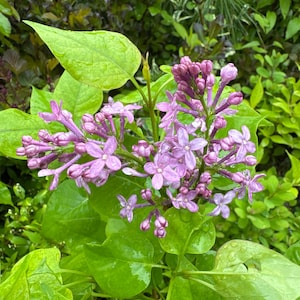 May include: A close-up of a lilac bush with clusters of purple flowers in bloom. The flowers are wet with raindrops and the leaves are green and glossy.