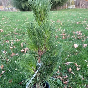 May include: A small, potted pine tree with green needles. The tree is in a black plastic pot and is sitting on a bed of brown mulch.