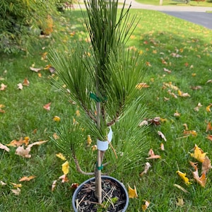 May include: A small green pine tree in a black pot, with a brown stake for support. The tree is in a grassy area with fallen leaves.