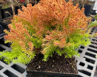 Thuja occidentalis 'Rheingold' - Arborvitae - Live Plant - 4” Pot Size