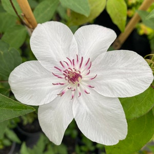 May include: A close-up of a white clematis flower with six large petals. The center of the flower has a cluster of purple stamens. Green leaves and stems are visible in the background.