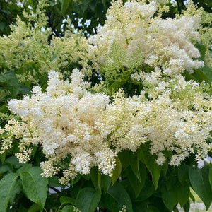 Syringa reticulata 'Ivory Silk' Ivory Silk Japanese Tree Lilac Live Plant 4 Pot Size image 1