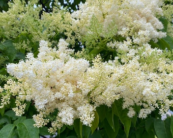 Syringa reticulata 'Ivory Silk'- Ivory Silk Japanese Tree Lilac - Live Plant - 4” Pot Size