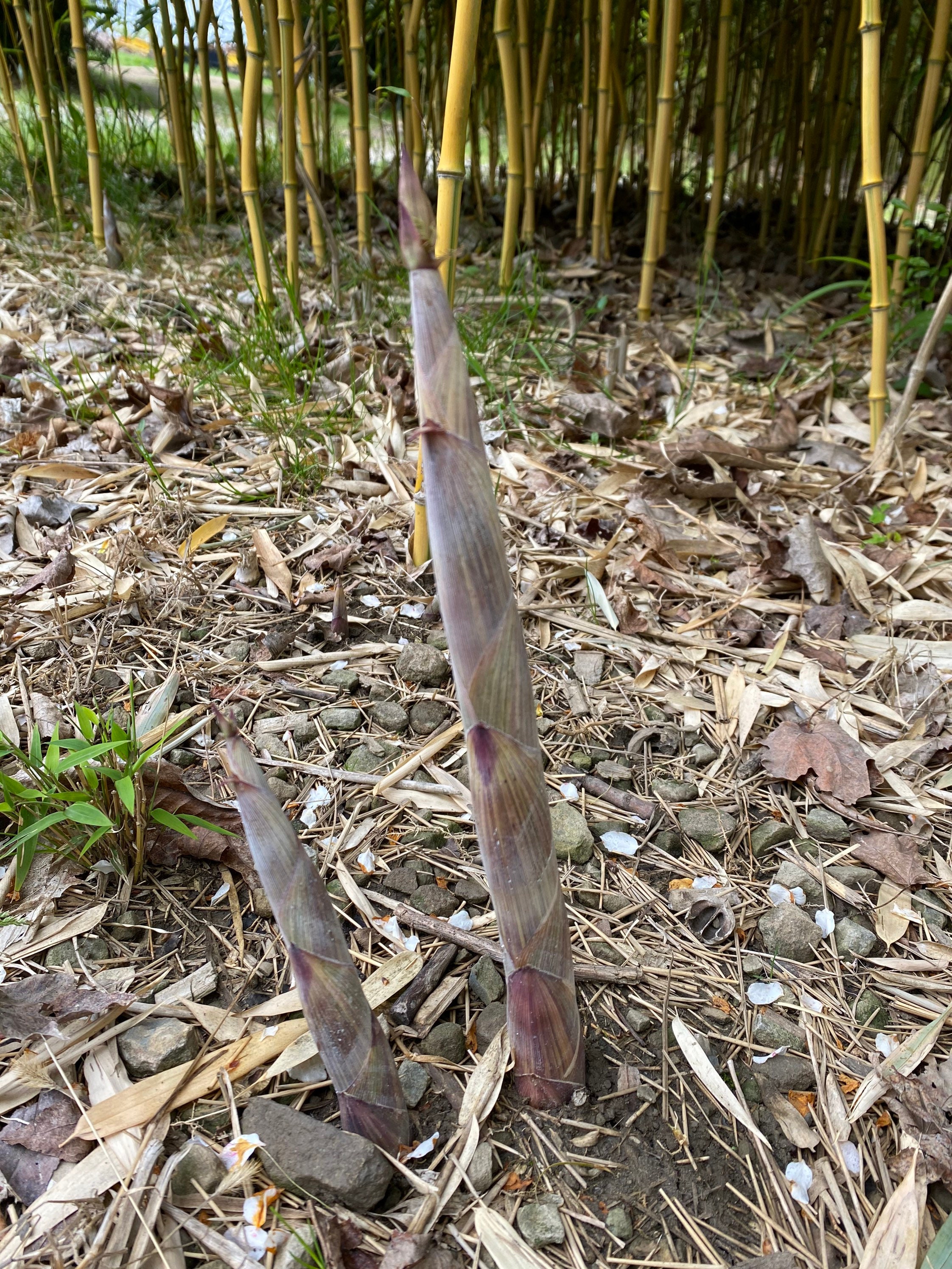 Phyllostachys Aureosulcata 'spectabilis' Bamboo Live | Etsy