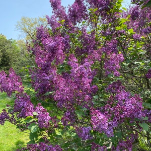Syringa x hyacinthiflora &#39;Pocahontas&#39; - Purple Lilac - Live Plant - 4&quot; Pot Size