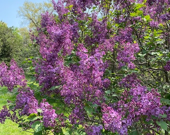 Syringa x hyacinthiflora 'Pocahontas' - Purple Lilac - Live Plant - 4" Pot Size