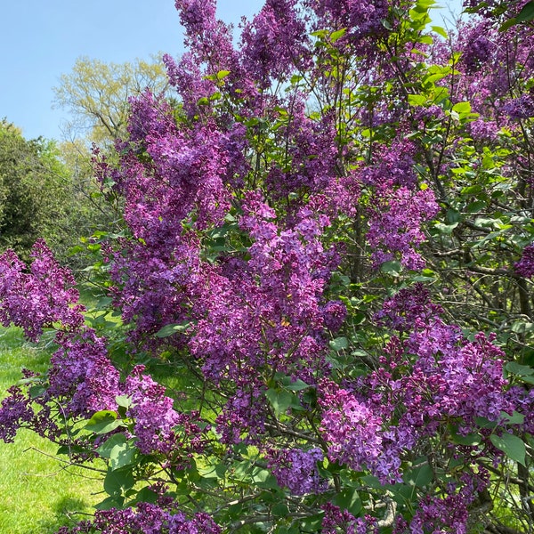 Syringa x hyacinthiflora 'Pocahontas' - Purple Lilac - Live Plant - 4" Pot Size