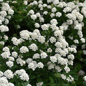 Spiraea betulifolia &#39;Tor&#39; - Birchleaf Spirea - Live Plant - 1 Gallon Pot