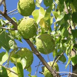 May include: Close-up of a tree branch with several large, green, textured Osage orange fruits. The fruits are round and bumpy, with a light green color. The background is a clear blue sky, with green leaves.