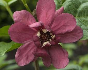 Calycanthus x raulstonii  'Hartlage Wine' - Sweetshrub - 1 Gallon Pot Size Plant